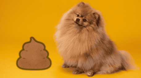 Recoger las heces con bolsas de plástico que no están certificadas como biodegradables no es lo mejor. ESPECIAL/Canva