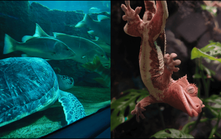 De acuerdo  con el Acuario Michin Guadalajara se puede ingresar al lugar bajo tres precios distintos que dependen del horario a elegir. EL INFORMADOR/ N. ANDRADE