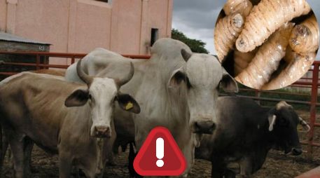 Según información del Senasica, el arranque de este año estuvo marcado por la confirmación de brotes fuera de las zonas donde históricamente se había concentrado la plaga. SUN / ARCHIVO