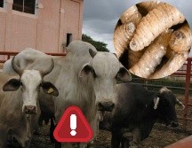 Según información del Senasica, el arranque de este año estuvo marcado por la confirmación de brotes fuera de las zonas donde históricamente se había concentrado la plaga. SUN / ARCHIVO