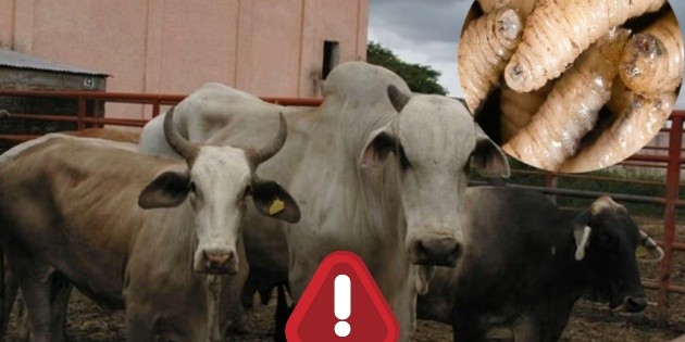 Gusano barrenador se expande a estos estados del pa&iacute;s