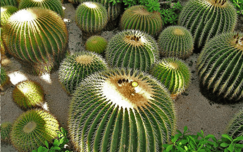 &nbsp;ESPECIAL/GOBIERNODEMEXICO