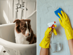 Tener una mascota no significa necesariamente que su hogar deba oler a perro, todo depende de su limpieza y de cómo educa a nuestra mascota. CANVA / ESPECIAL