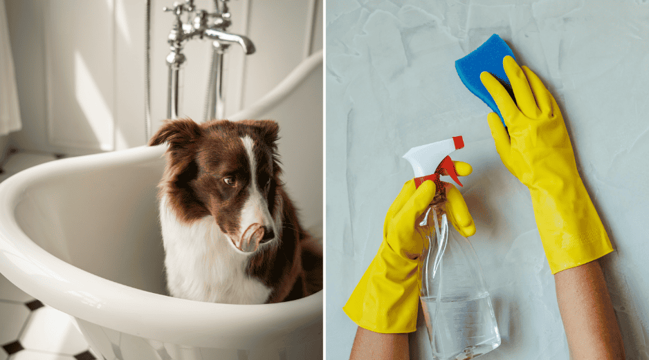 Tener una mascota no significa necesariamente que su hogar deba oler a perro, todo depende de su limpieza y de cómo educa a nuestra mascota. CANVA / ESPECIAL