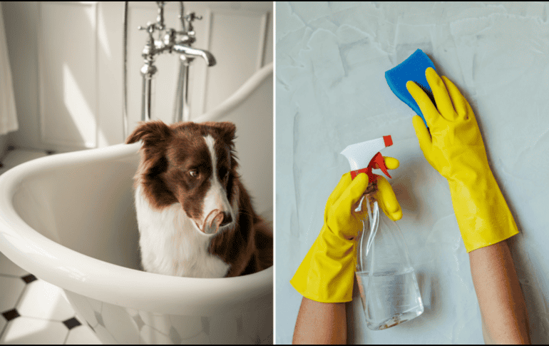 Tener una mascota no significa necesariamente que su hogar deba oler a perro, todo depende de su limpieza y de cómo educa a nuestra mascota. CANVA / ESPECIAL