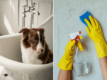 Tener una mascota no significa necesariamente que su hogar deba oler a perro, todo depende de su limpieza y de cómo educa a nuestra mascota. CANVA / ESPECIAL