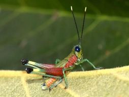 La nueva especie habita en zonas de vegetación herbácea y arbustiva en pendientes empinadas del bosque montano, dentro del área de amortiguamiento del Parque Nacional Sangay. EFE / ESPECIAL