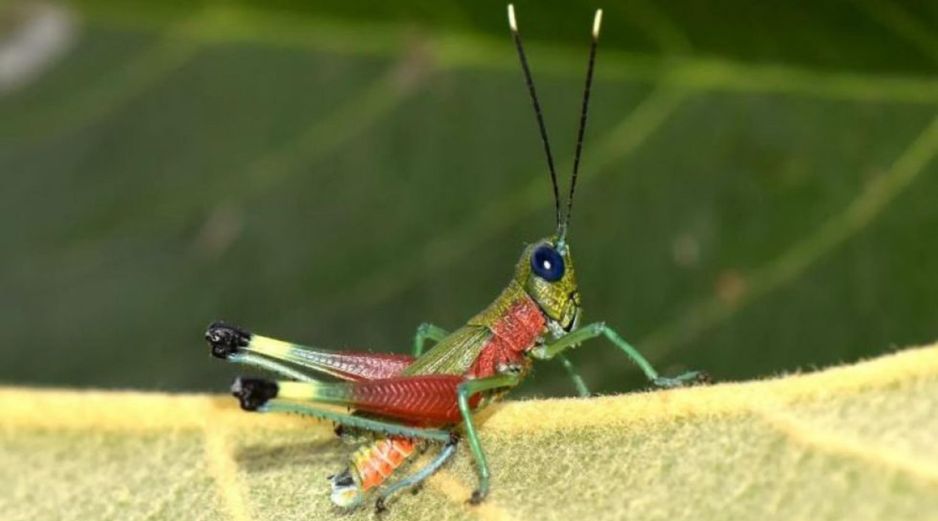 La nueva especie habita en zonas de vegetación herbácea y arbustiva en pendientes empinadas del bosque montano, dentro del área de amortiguamiento del Parque Nacional Sangay. EFE / ESPECIAL