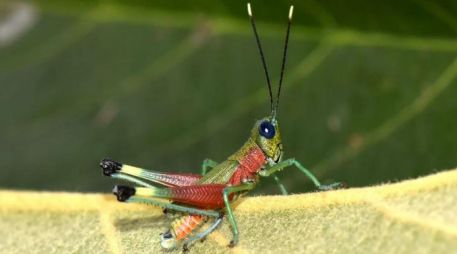 La nueva especie habita en zonas de vegetación herbácea y arbustiva en pendientes empinadas del bosque montano, dentro del área de amortiguamiento del Parque Nacional Sangay. EFE / ESPECIAL
