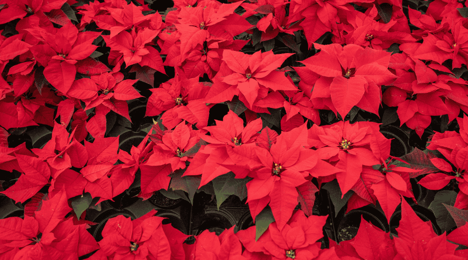 Si tienes flores de Nochebuena o árboles naturales no lo tires a la basura y evita desperdiciar estos materiales. CANVA