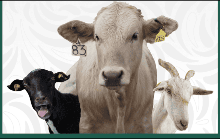 Las importaciones de ganado desde México juegan un papel importante en EE.UU., promediando más de un millón de cabezas anuales durante décadas. ESPECIAL/X/ @Agricultura_mex