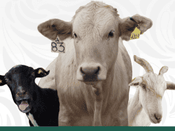 Las importaciones de ganado desde México juegan un papel importante en EE.UU., promediando más de un millón de cabezas anuales durante décadas. ESPECIAL/X/ @Agricultura_mex