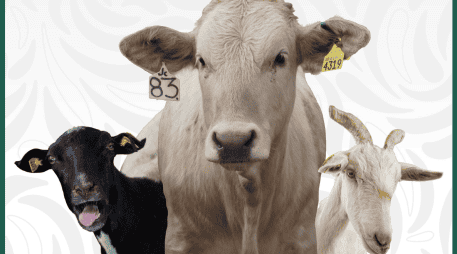 Las importaciones de ganado desde México juegan un papel importante en EE.UU., promediando más de un millón de cabezas anuales durante décadas. ESPECIAL/X/ @Agricultura_mex