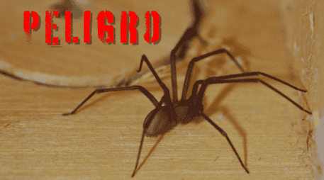 La araña violinista o araña de rincón es una especie de arácnido nocturno peligroso. ESPECIAL / CANVA