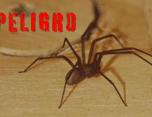 La araña violinista o araña de rincón es una especie de arácnido nocturno peligroso. ESPECIAL / CANVA