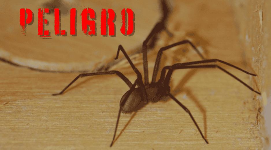 La araña violinista o araña de rincón es una especie de arácnido nocturno peligroso. ESPECIAL / CANVA