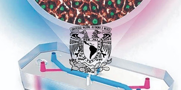 UNAM crea chip que simula funciones del h&iacute;gado