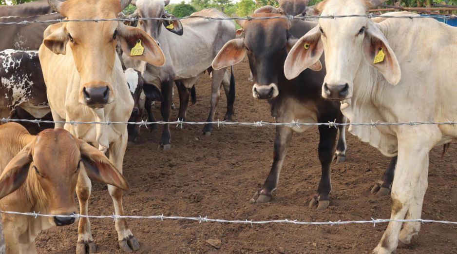 El CNA destacó que más del 95% de los casos se han concentrado en la región sur-sureste. EFE