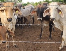 El CNA destacó que más del 95% de los casos se han concentrado en la región sur-sureste. EFE