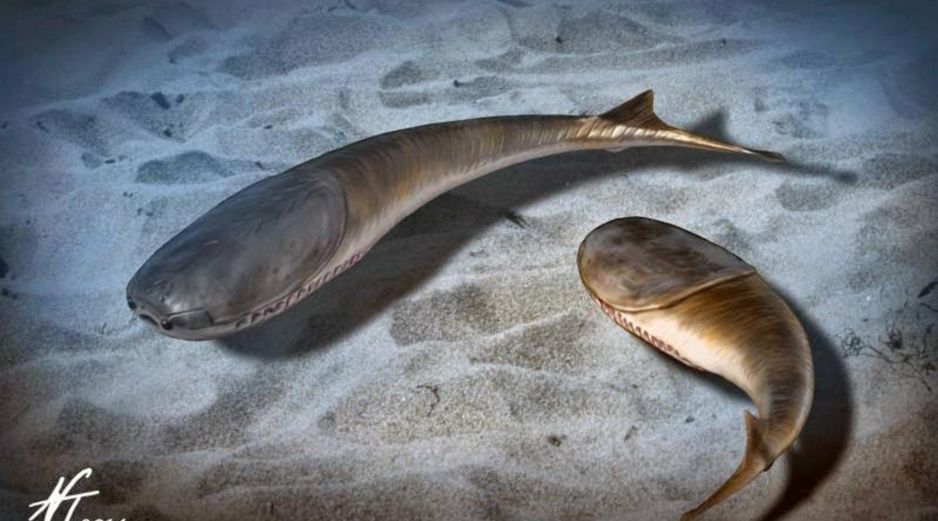 No se han descubierto fósiles de animales como el Sacabambaspis posteriores a la extinción masiva del Ordovícico tardío. EFE / ARCHIVO