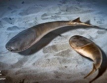 No se han descubierto fósiles de animales como el Sacabambaspis posteriores a la extinción masiva del Ordovícico tardío. EFE / ARCHIVO