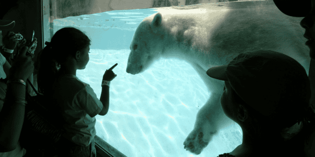 Zool&oacute;gico Guadalajara: As&iacute; era el oso polar que habitaba el recinto (fotos)