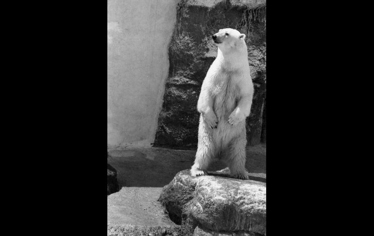 Foto del 7 de julio de 1994. EL INFORMADOR/ ARCHIVO