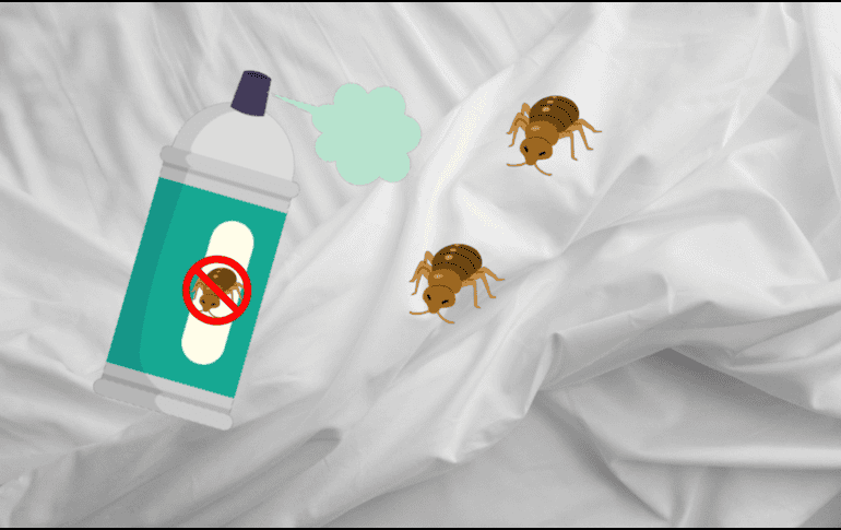 Si al aplicar el insecticida las chinches no desaparecen semanas despues, tendrás que acudir a un experto en control de plagas. CANVA