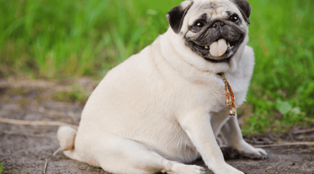 Muchas mascotas reducen su nivel de actividad después de la cirugía. Aunque la recuperación es temporal. CANVA