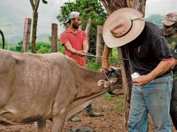 Ganaderos aseguraron que pueden garantizar el tránsito seguro de ganado hacia EU, gracias a protocolos sanitarios reforzados y estrategias de control. EL UNIVERSAL