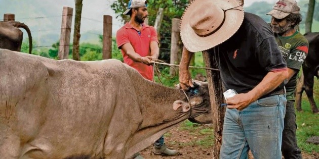Ganado: Informan sobre situaci&oacute;n con gusano barrenador