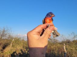 La venta, posesión y captura de aves silvestres está estrictamente prohibida en México. ESPECIAL