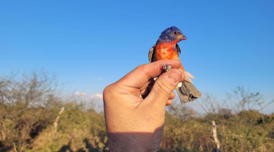 La venta, posesión y captura de aves silvestres está estrictamente prohibida en México. ESPECIAL