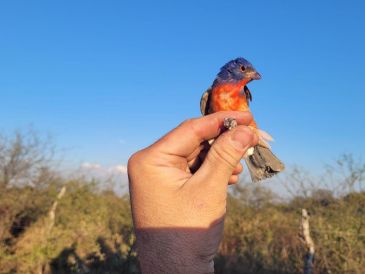 La venta, posesión y captura de aves silvestres está estrictamente prohibida en México. ESPECIAL