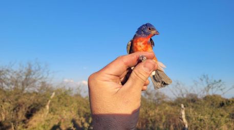 La venta, posesión y captura de aves silvestres está estrictamente prohibida en México. ESPECIAL