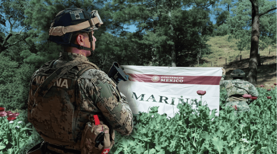 Los 32 plantíos de amapola abarcaban una área aproximada de 111 mil 400 metros cuadrados, en los que se destruyeron aproximadamente 3 millones 330 mil 500 plantas. ESPECIAL/Secretaría de Marina