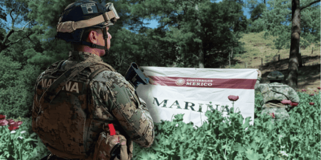 Marina destruye 32 plant&iacute;os de amapola en Nayarit