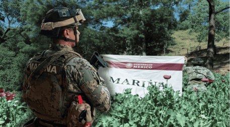 Los 32 plantíos de amapola abarcaban una área aproximada de 111 mil 400 metros cuadrados, en los que se destruyeron aproximadamente 3 millones 330 mil 500 plantas. ESPECIAL/Secretaría de Marina