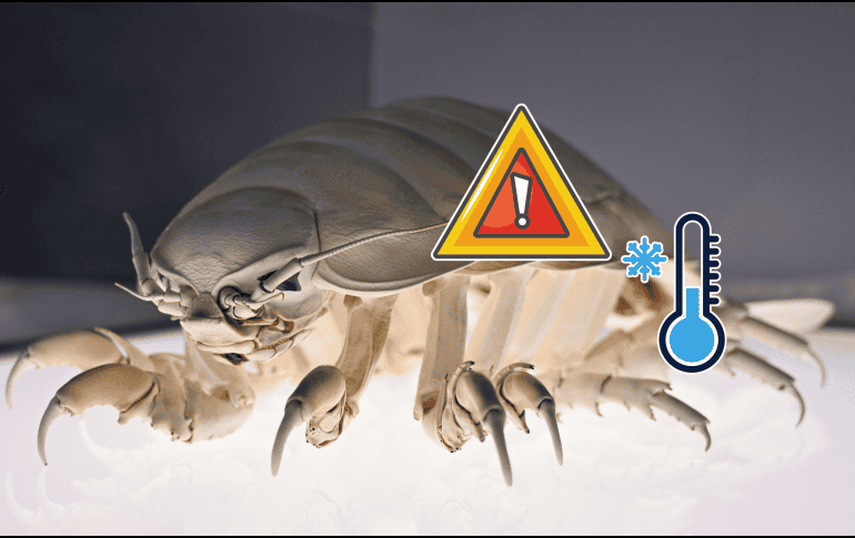 En temporada de frío algunos insectos pueden reproducirse durante semanas o incluso meses sin ser detectados. UNSPLASH /  P. HUANG