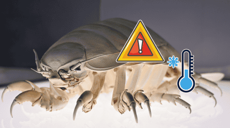 En temporada de frío algunos insectos pueden reproducirse durante semanas o incluso meses sin ser detectados. UNSPLASH /  P. HUANG