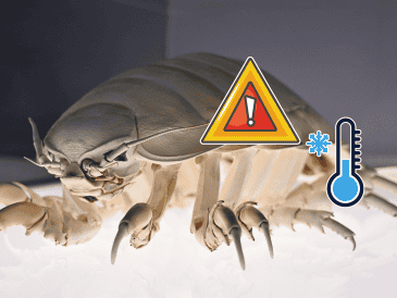 En temporada de frío algunos insectos pueden reproducirse durante semanas o incluso meses sin ser detectados. UNSPLASH /  P. HUANG