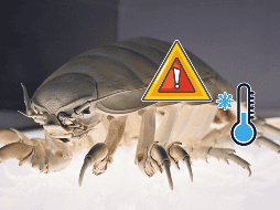 En temporada de frío algunos insectos pueden reproducirse durante semanas o incluso meses sin ser detectados. UNSPLASH /  P. HUANG