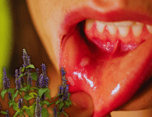 El poder curativo de la agastache radica en su capacidad para actuar de manera directa sobre las áreas afectadas. ESPECIAL / CANVA
