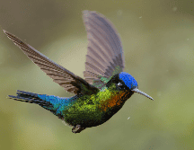 Según el Museo de Historia Natural y Cultura Ambiental, la exposición incorpora gráficos, imágenes, videos con entrevistas a especialistas, poesía y música referente a colibríes. ESPECIAL