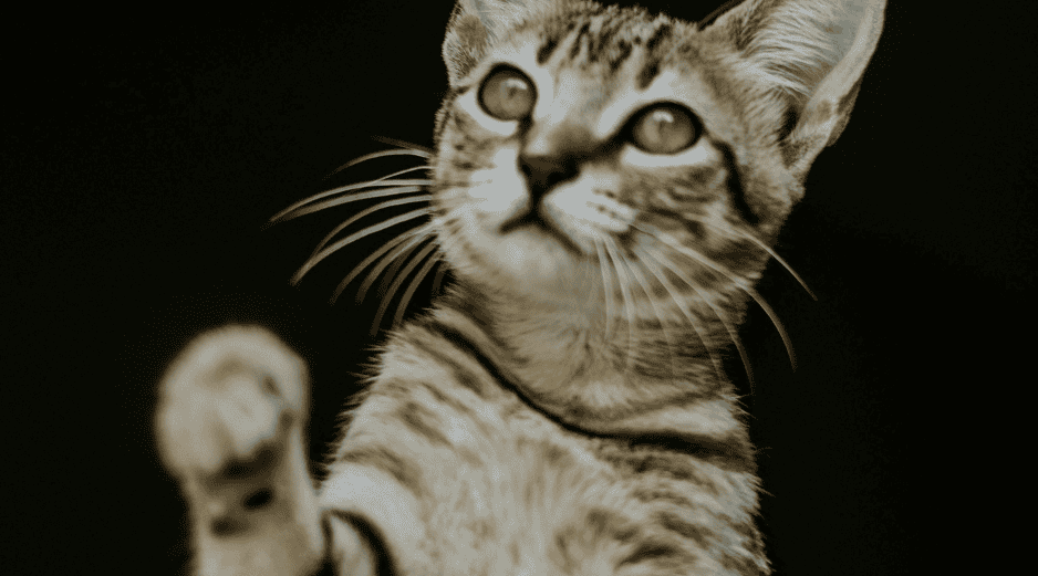 Jugar con tu gato es importante para generar momentos de conexión, confianza y bienestar entre tu minino y tú. ESPECIAL