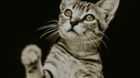 Jugar con tu gato es importante para generar momentos de conexión, confianza y bienestar entre tu minino y tú. ESPECIAL