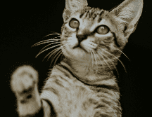 Jugar con tu gato es importante para generar momentos de conexión, confianza y bienestar entre tu minino y tú. ESPECIAL