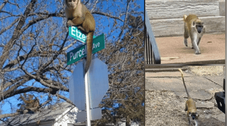 Los monos vervet todavía estaban sueltos el lunes después de haber sido vistos por primera vez el jueves. INSTAGRAM/@iamderkbrown/@craigclutchpatton