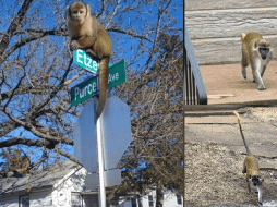 Los monos vervet todavía estaban sueltos el lunes después de haber sido vistos por primera vez el jueves. INSTAGRAM/@iamderkbrown/@craigclutchpatton