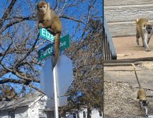 Los monos vervet todavía estaban sueltos el lunes después de haber sido vistos por primera vez el jueves. INSTAGRAM/@iamderkbrown/@craigclutchpatton